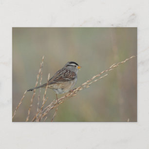 Sparrow in the Grass 2 briefkaart