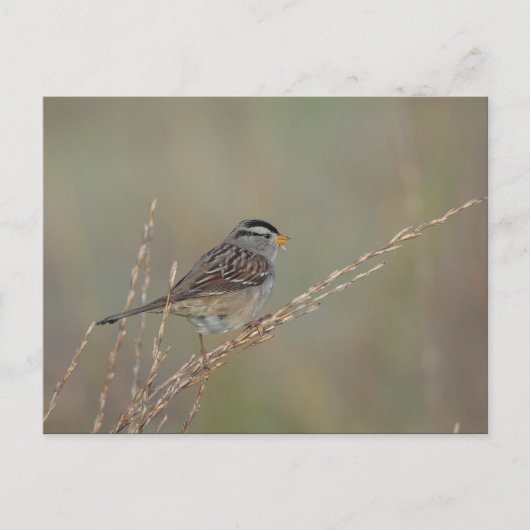 Sparrow in the Grass 2 briefkaart (Voorkant)