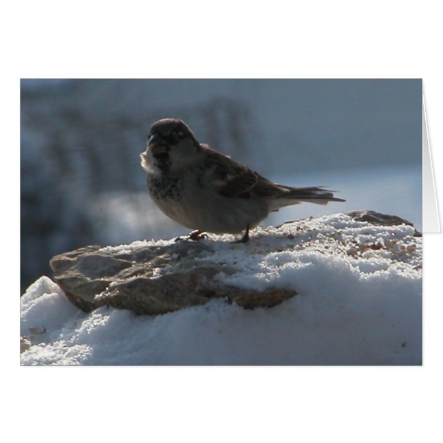 Sparrow in the Snow (Voorkant Horizontaal)