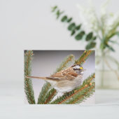 Sparrow in Winter Briefkaart (Staand voorkant)
