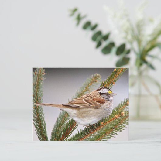 Sparrow in Winter Briefkaart (Staand voorkant)