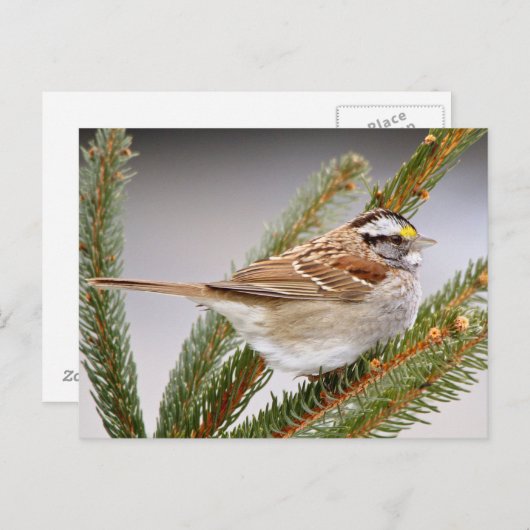 Sparrow in Winter Briefkaart (Voorkant / Achterkant)