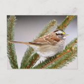 Sparrow in Winter Briefkaart (Voorkant)