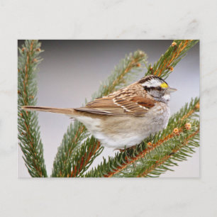 Sparrow in Winter Briefkaart