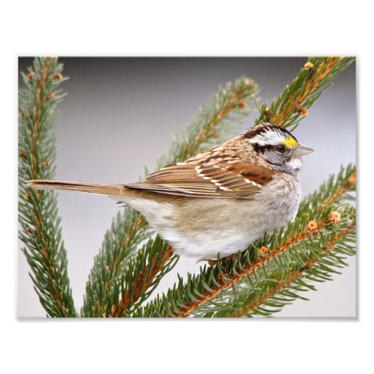 Sparrow in Winter Foto Afdruk (Voorkant)