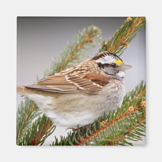 Sparrow in Winter Magneet (Voorkant)