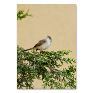 Sparrow Kaart