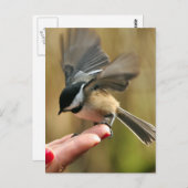 Sparrow landt op de hand van mijn vrouw briefkaart (Voorkant / Achterkant)