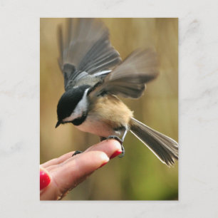 Sparrow landt op de hand van mijn vrouw briefkaart