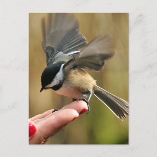 Sparrow landt op de hand van mijn vrouw briefkaart (Voorkant)