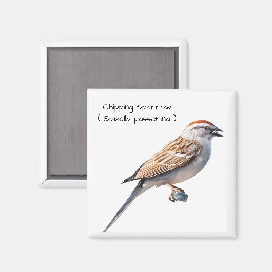 Sparrow Magneet (Voorkant / Achterkant)
