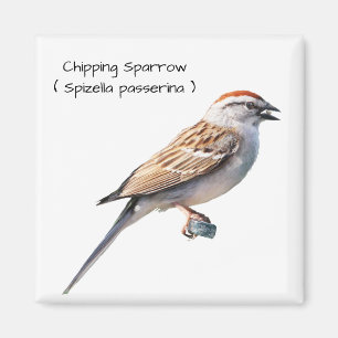 Sparrow Magneet