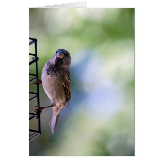 Sparrow Moment for Me (Voorkant)