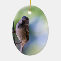 Sparrow Moment for Me