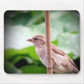 Sparrow Muismat (Voorkant)