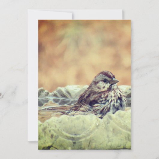 Sparrow neemt een bad bedankkaart (Voorkant)