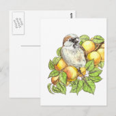 Sparrow on a apricot tak briefkaart (Voorkant / Achterkant)