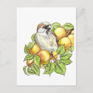 Sparrow on a apricot tak briefkaart