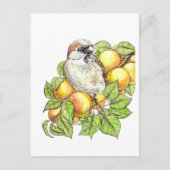 Sparrow on a apricot tak briefkaart (Voorkant)