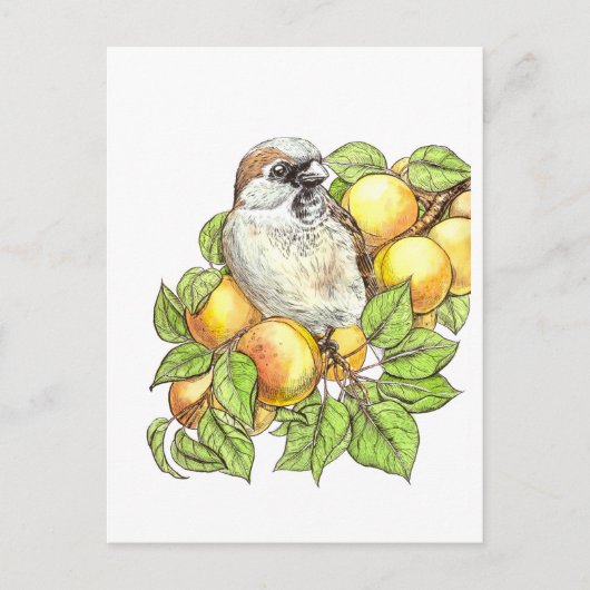 Sparrow on a apricot tak briefkaart (Voorkant)