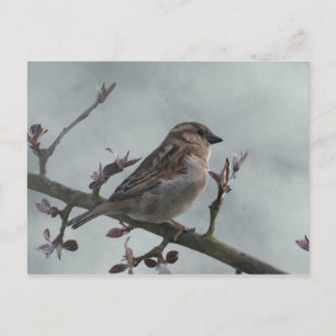 Sparrow on Branch Briefkaart