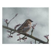 Sparrow on Branch Foto Afdruk (Voorkant)