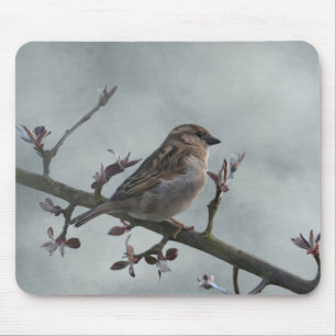 Sparrow on Branch Photo Muismat