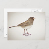 Sparrow on Snow-1 Briefkaart (Voorkant / Achterkant)