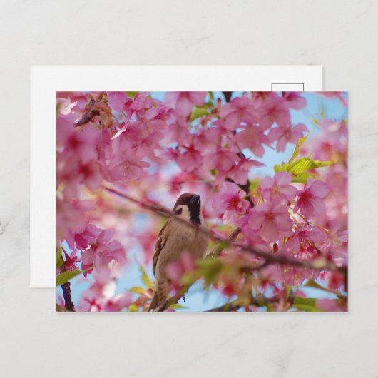 Sparrow on the cherry tree briefkaart (Voorkant / Achterkant)
