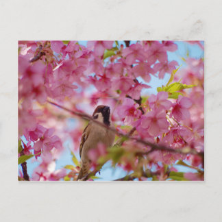 Sparrow on the cherry tree briefkaart