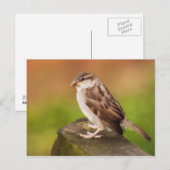 Sparrow on the Fence Briefkaart (Voorkant / Achterkant)
