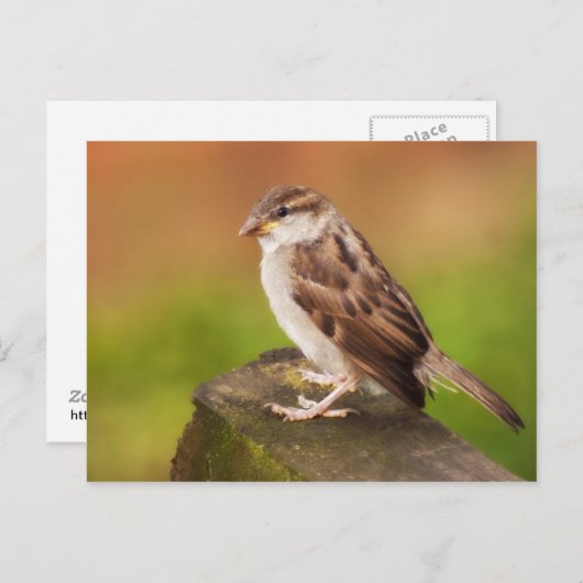 Sparrow on the Fence Briefkaart (Voorkant / Achterkant)