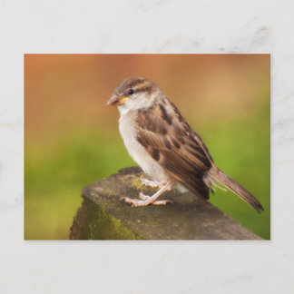 Sparrow on the Fence Briefkaart