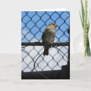 "Sparrow On Wire" - Hartelijk dank - Kaart