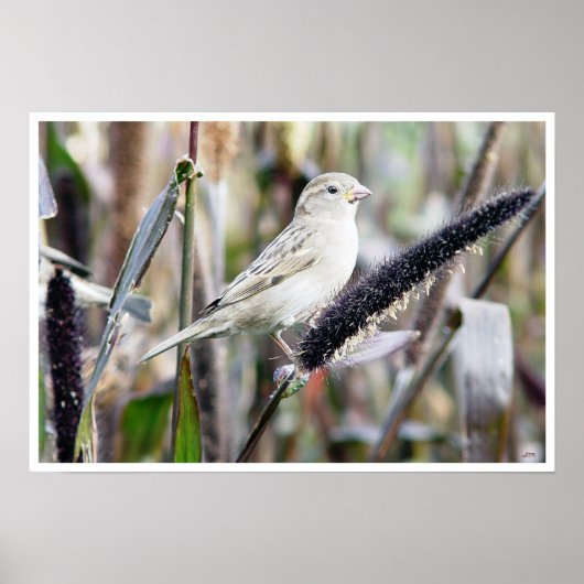 Sparrow Poster (Voorkant)