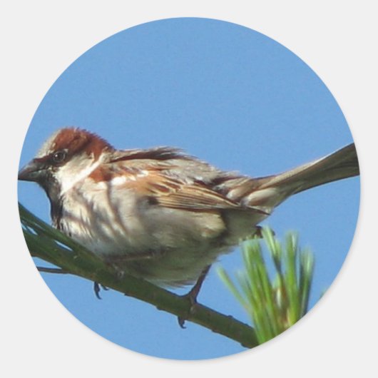 Sparrow Ronde Sticker (Voorkant)