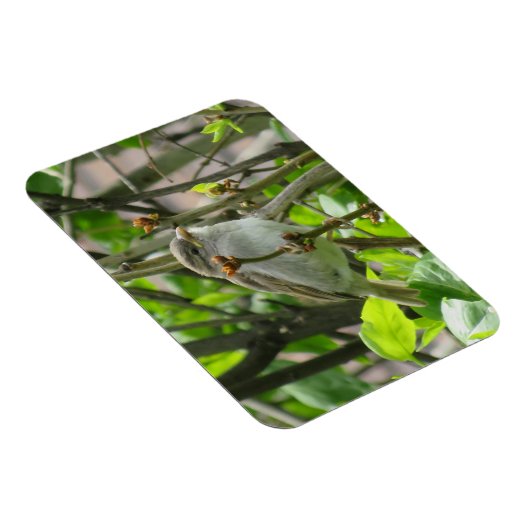 Sparrow Spring Lilacs Magnet Magneet (Rechterzijde)