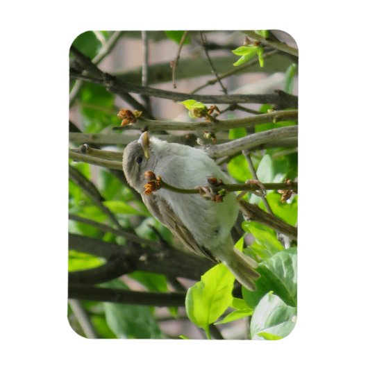 Sparrow Spring Lilacs Magnet Magneet (Verticaal)