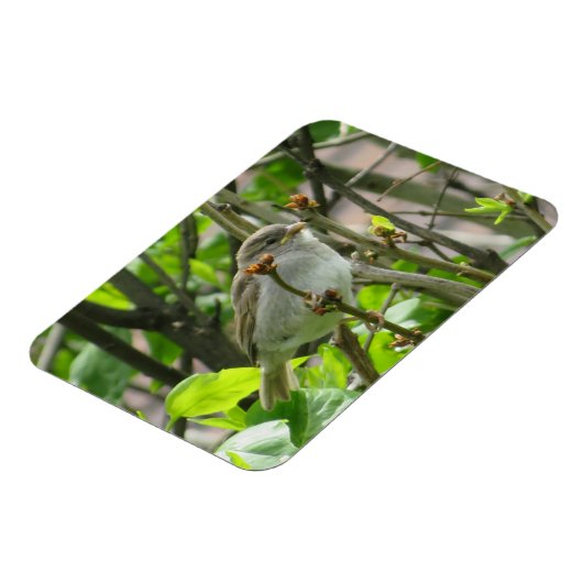 Sparrow Spring Lilacs Magnet Magneet (Linkerzijde)