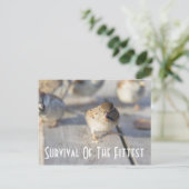 Sparrow - Survival of the Fittest Briefkaart (Staand voorkant)