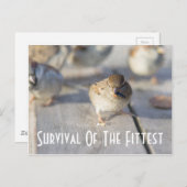 Sparrow - Survival of the Fittest Briefkaart (Voorkant / Achterkant)