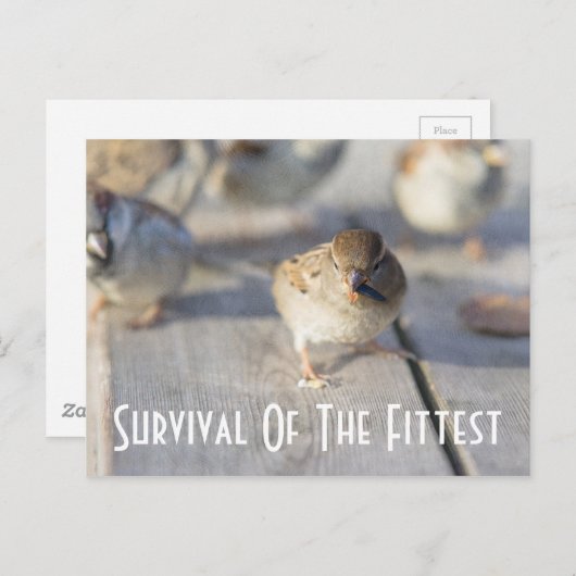 Sparrow - Survival of the Fittest Briefkaart (Voorkant / Achterkant)