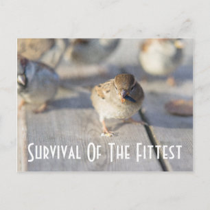 Sparrow - Survival of the Fittest Briefkaart