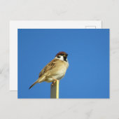 Sparrow (suzume): Japan Briefkaart (Voorkant / Achterkant)