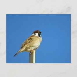Sparrow (suzume): Japan Briefkaart