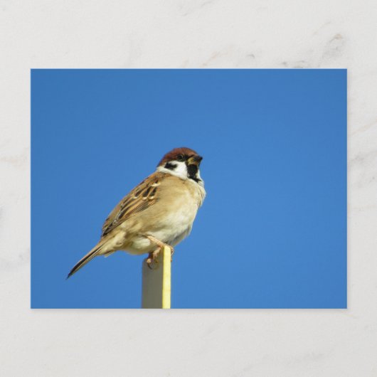 Sparrow (suzume): Japan Briefkaart (Voorkant)