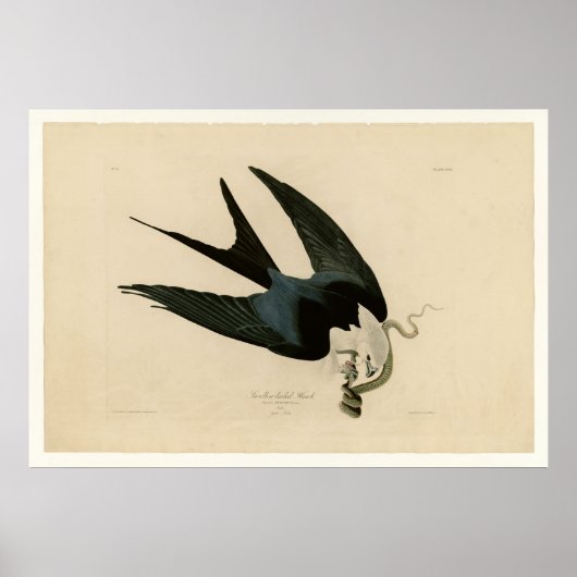 Sparrow tayed Hawk Poster (Voorkant)