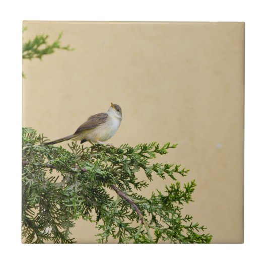 Sparrow Tegeltje (Voorkant)