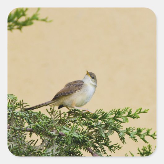 Sparrow Vierkante Sticker (Voorkant)