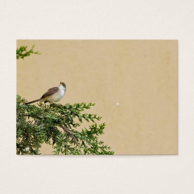 Sparrow Visitekaartjes (Voorkant)